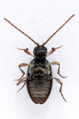 Ptinus raptor