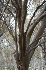 Eucalyptus spathulata