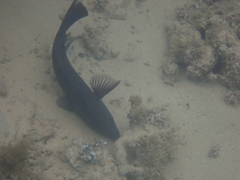 Notolabrus inscriptus