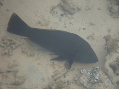 Notolabrus inscriptus