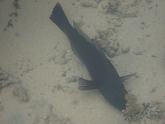 Notolabrus inscriptus