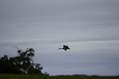 Threskiornis spinicollis