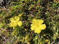 Hibbertia procumbens