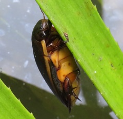 Cybister lateralimarginalis