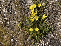 Hibbertia procumbens