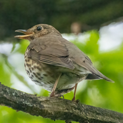 Turdus philomelos clarkei