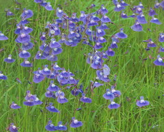 Utricularia graminifolia