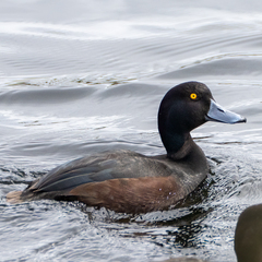 Aythya novaeseelandiae