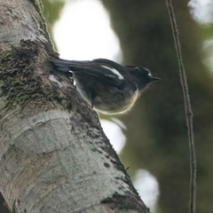 Petroica macrocephala macrocephala