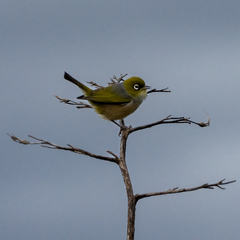 Zosterops lateralis lateralis