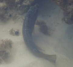 Notolabrus inscriptus