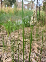 Carex tereticaulis