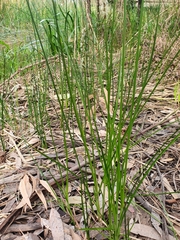 Carex tereticaulis