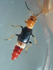 Carphurus fasciculatus