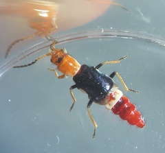Carphurus fasciculatus