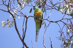 Barnardius zonarius barnardi