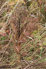 Peucedanum alsaticum