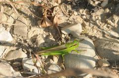 Mecostethus parapleurus