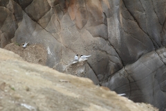 Sterna striata striata