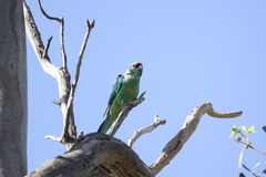 Barnardius zonarius barnardi