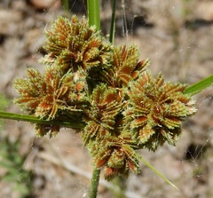 Cyperus reflexus