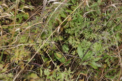 Peucedanum alsaticum