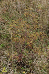 Peucedanum alsaticum