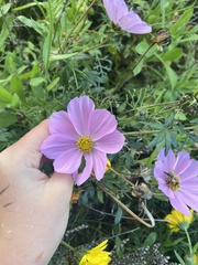 Cosmos bipinnatus