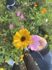 Cosmos bipinnatus