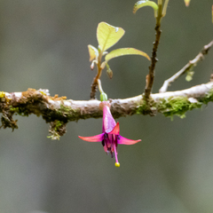 Fuchsia excorticata