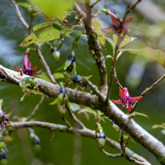 Fuchsia excorticata