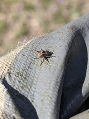 Aconophora compressa