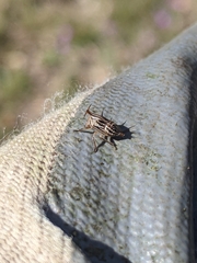 Aconophora compressa