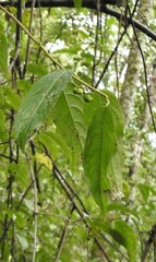 Stachyurus himalaicus