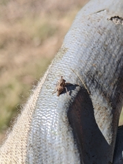 Aconophora compressa