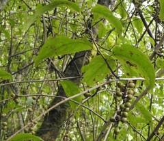Stachyurus himalaicus