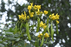 Senna sulfurea