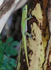 Phelsuma laticauda laticauda