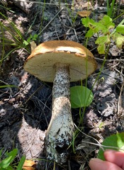 Leccinum insigne
