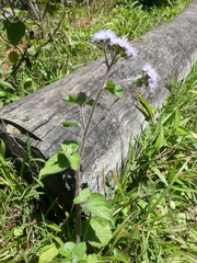 Ageratum conyzoides image