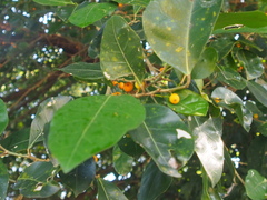 Ficus altissima