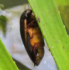 Cybister lateralimarginalis