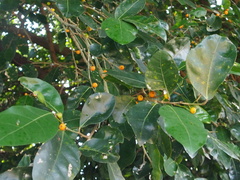 Ficus altissima