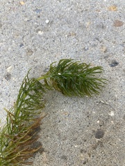 Ceratophyllum demersum