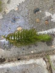 Ceratophyllum demersum
