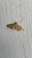 Eoophyla