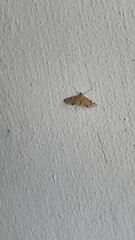 Eoophyla