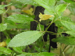 Impatiens tayemonii