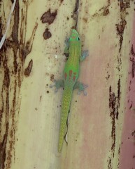 Phelsuma laticauda laticauda