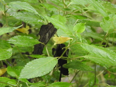 Impatiens tayemonii